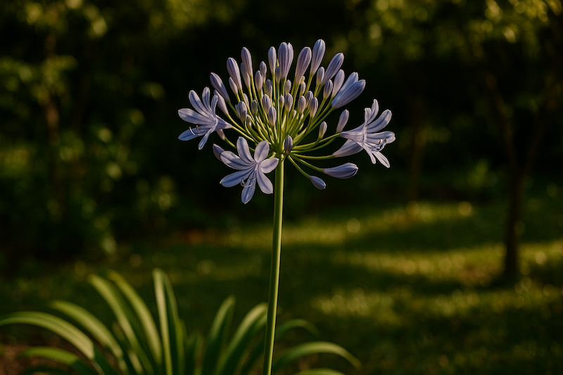 agapanthe gel
