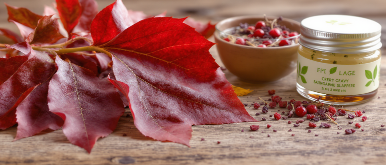 découvrez les bienfaits de la feuille de cerisier ainsi que ses différentes utilisations en cuisine et en phytothérapie pour profiter pleinement de ses propriétés naturelles.